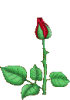 1267999691_flower.gif