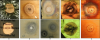 foto10.gif